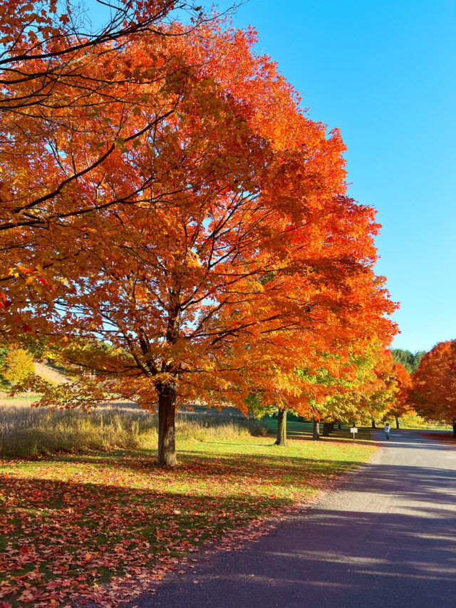 The Perfect Fall Day Trip from NYC Kayla in the City