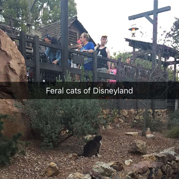 disneyland feral cats