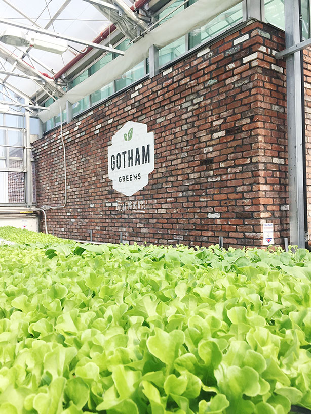 Visiting Gotham Greens: What I learned about urban farming, hydroponics and local produce.