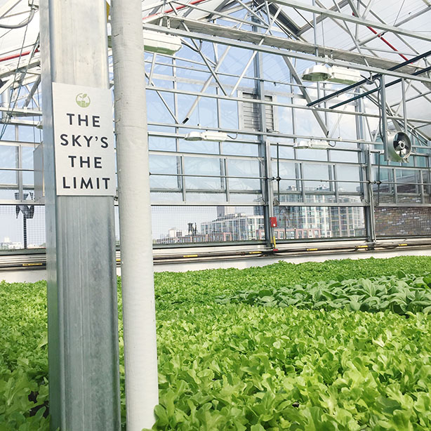 Visiting Gotham Greens: What I learned about urban farming, hydroponics and local produce.