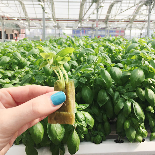 Visiting Gotham Greens: What I learned about urban farming, hydroponics and local produce.