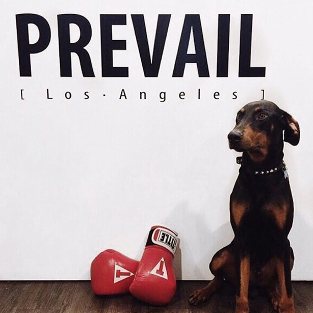 prevail los angeles review _ 2